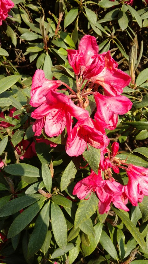 Rhododendron spp plantplacesimage20160605_165027.jpg