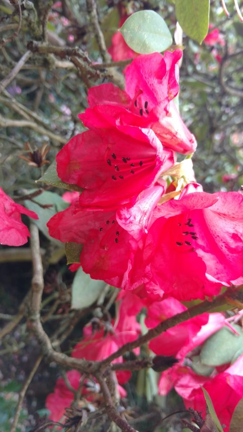 Rhododendron spp plantplacesimage20160605_165431.jpg
