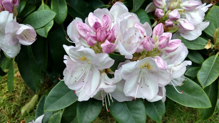 Rhododendron spp plantplacesimage20160605_165919.jpg