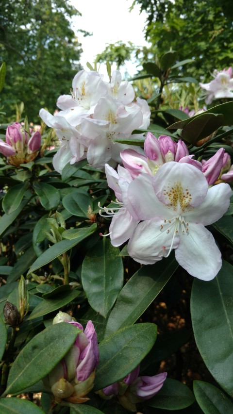 Rhododendron spp plantplacesimage20160605_165934.jpg