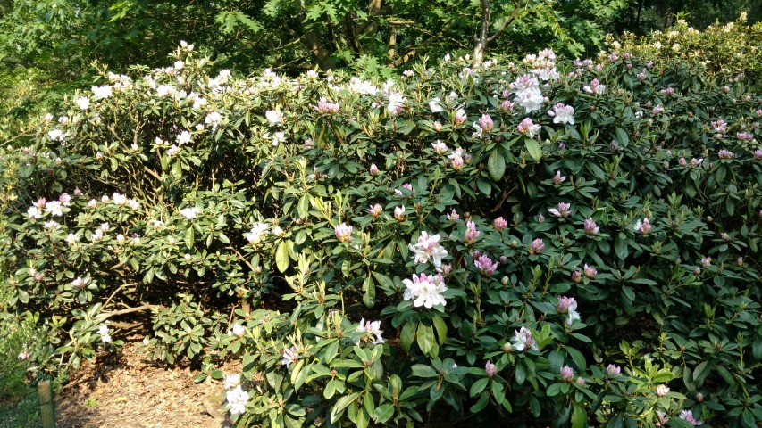 Rhododendron spp plantplacesimage20160605_165944.jpg
