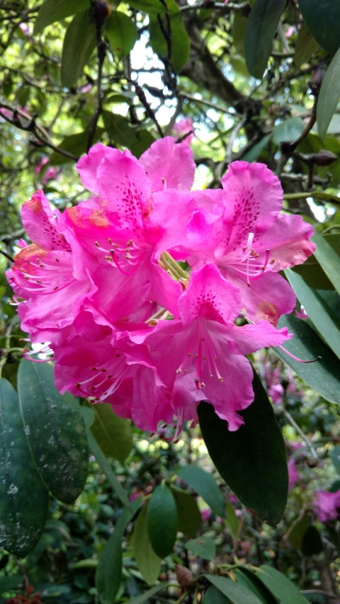 Rhododendron spp plantplacesimage20160605_170411.jpg