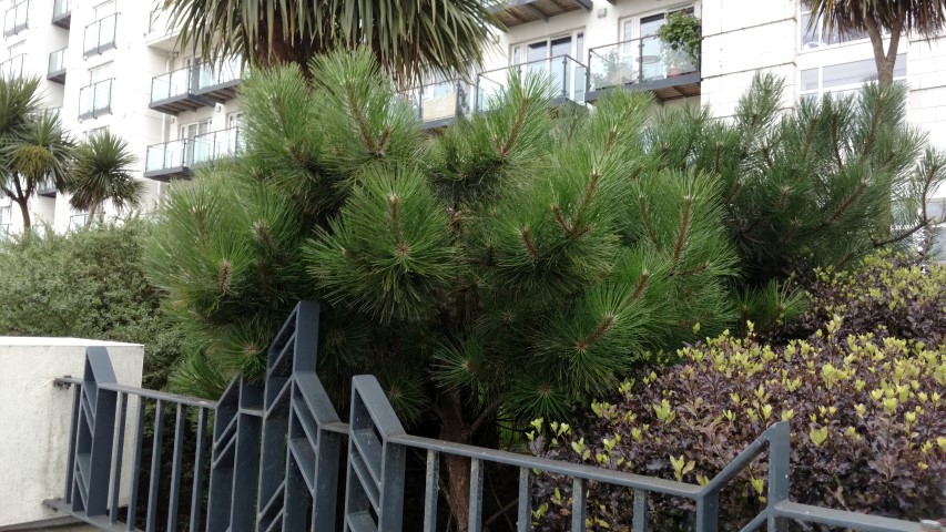 Pinus mugo plantplacesimage20160806_192003.jpg