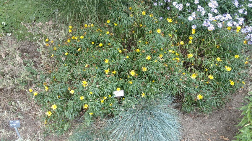Buphthalum salicifolium plantplacesimage20160813_152720.jpg