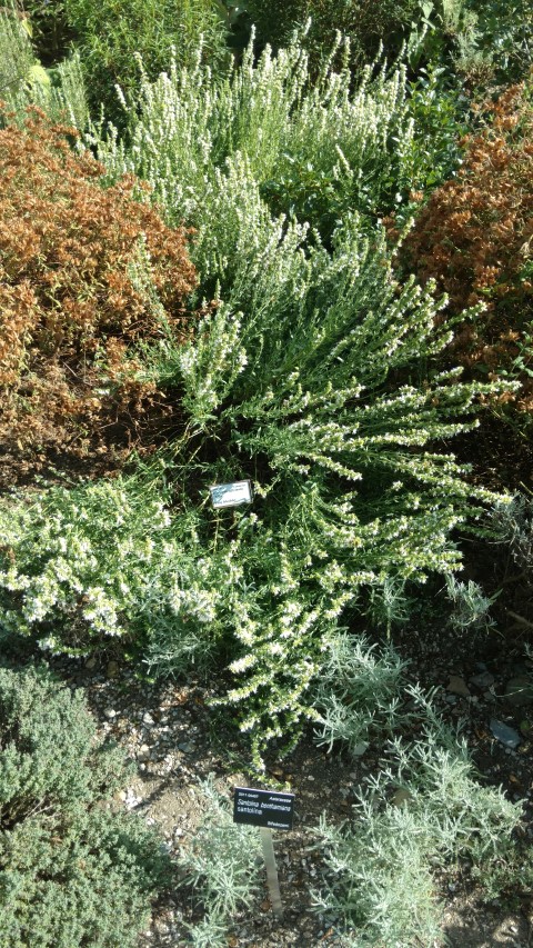 hyssopus officinalis plantplacesimage20160813_163916.jpg