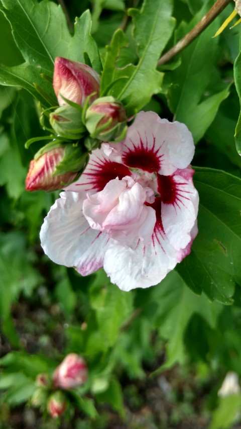 Hibiscus syriacus plantplacesimage20160813_173926.jpg