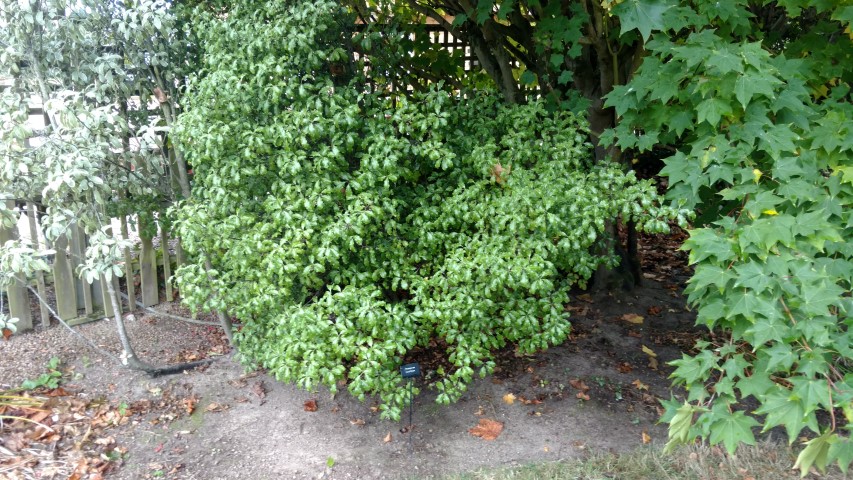 Pittosporum tenuifolium plantplacesimage20161015_153703.jpg