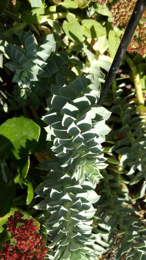 Euphorbia myrsinites plantplacesimage20161015_160329.jpg