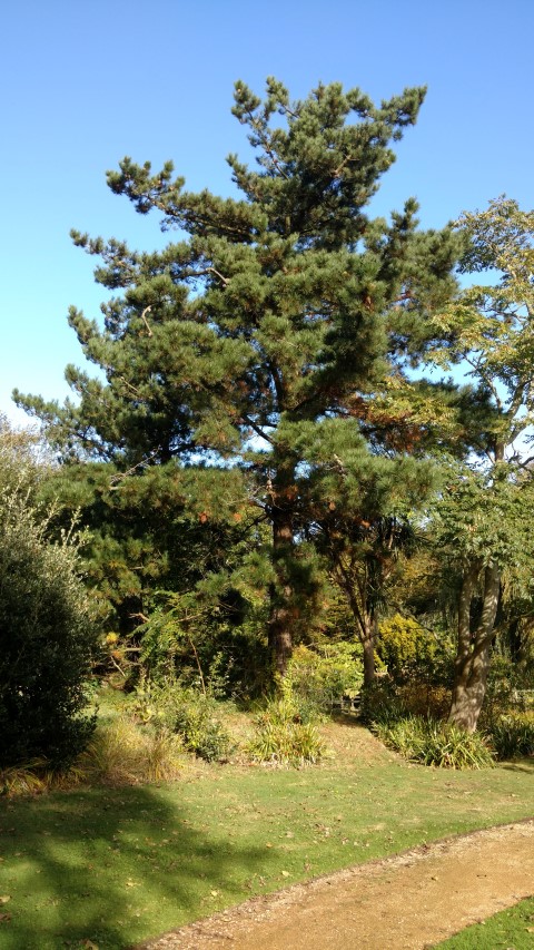 Pinus radiata plantplacesimage20161016_105915.jpg