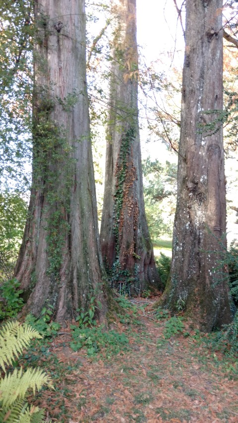 Metasequoia glyptostroboides plantplacesimage20161120_132847.jpg