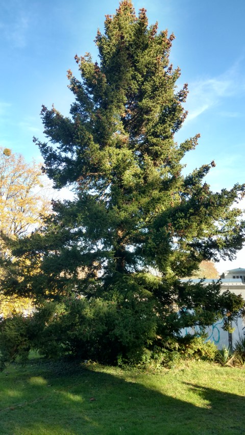 Picea wilsonii plantplacesimage20161120_135715.jpg