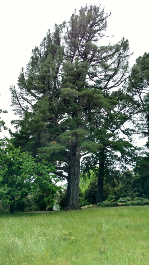 Pinus radiata plantplacesimage20161213_114331.jpg