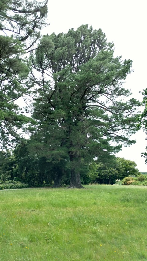 Pinus radiata plantplacesimage20161213_114350.jpg