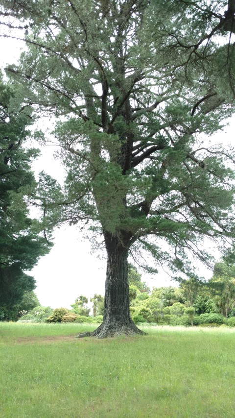 Pinus radiata plantplacesimage20161213_114556.jpg