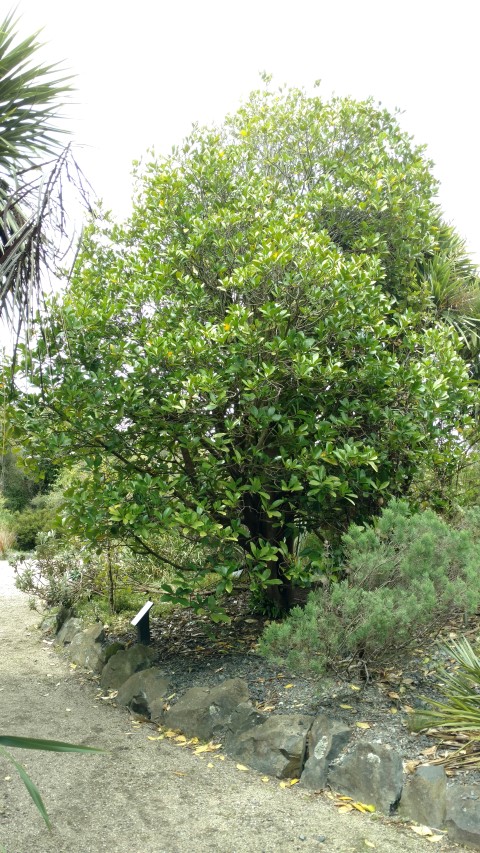 Corynocarpus laevigatus plantplacesimage20161213_123513.jpg