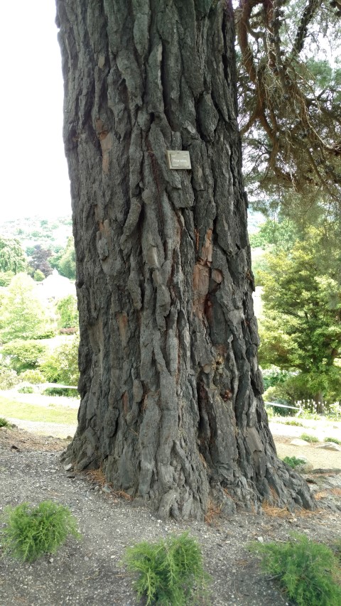 Pinus radiata plantplacesimage20161213_132411.jpg