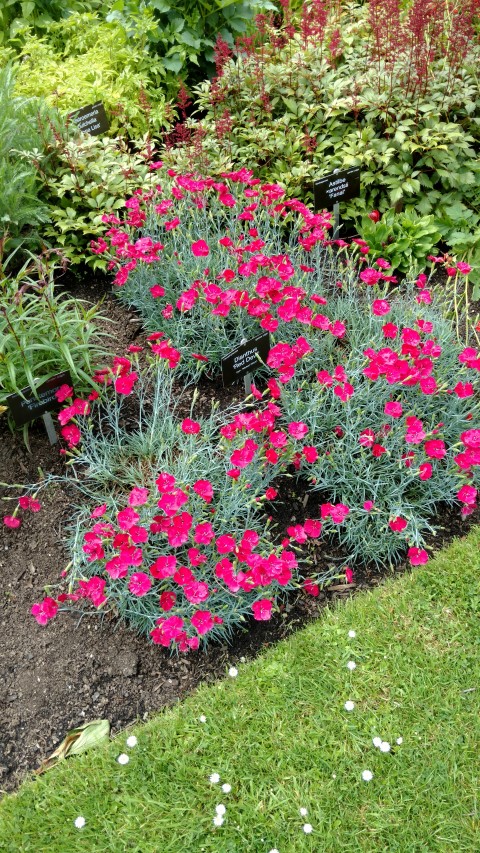 Dianthus sp. plantplacesimage20161213_135226.jpg