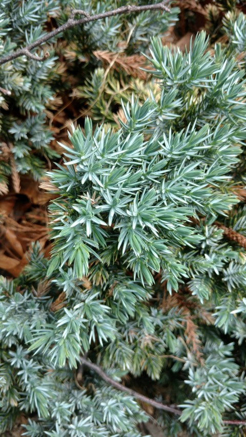 Juniperus squamata plantplacesimage20161214_130056.jpg