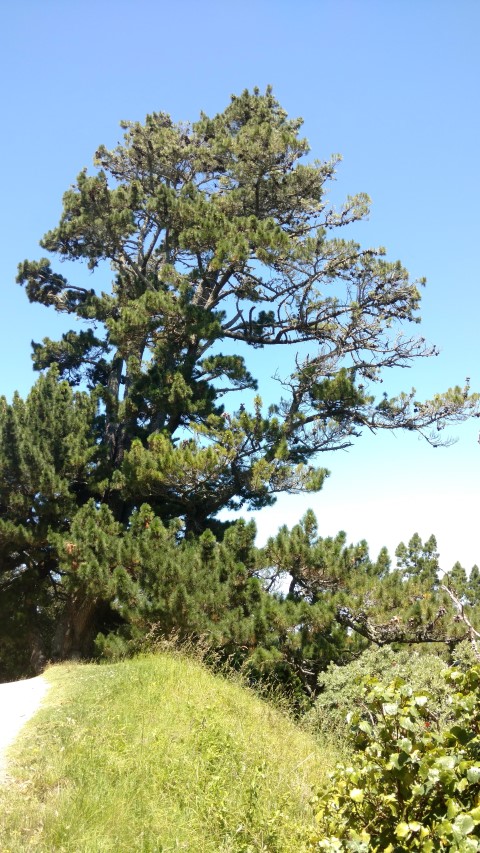 Pinus radiata plantplacesimage20161217_141705.jpg