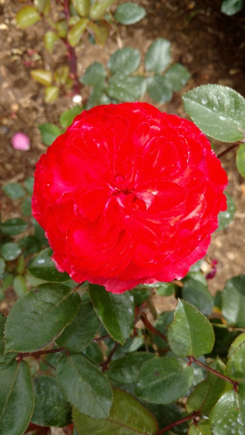 Rosa floribunda plantplacesimage20161218_113349.jpg