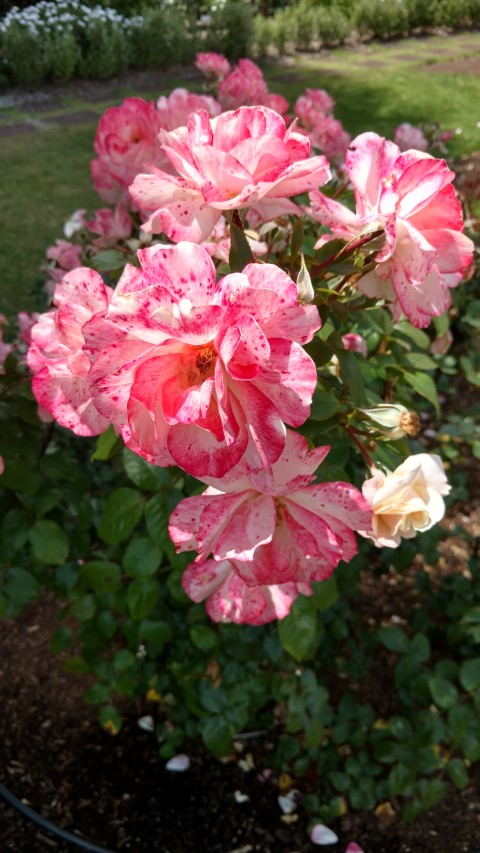Rosa floribunda plantplacesimage20161218_120543.jpg