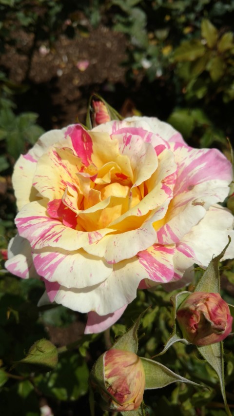 Rosa floribunda plantplacesimage20161218_120801.jpg