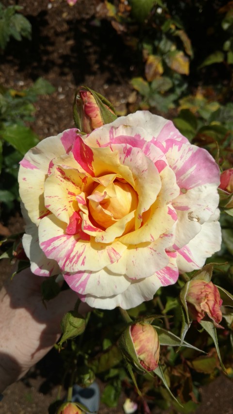 Rosa floribunda plantplacesimage20161218_120816.jpg