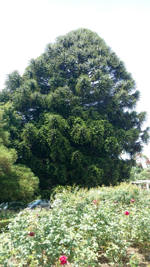 Araucaria bidwillii plantplacesimage20161218_122021.jpg