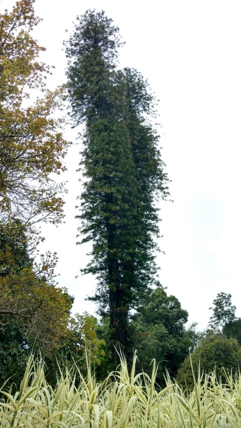 Araucaria columnaris plantplacesimage20161223_105335.jpg