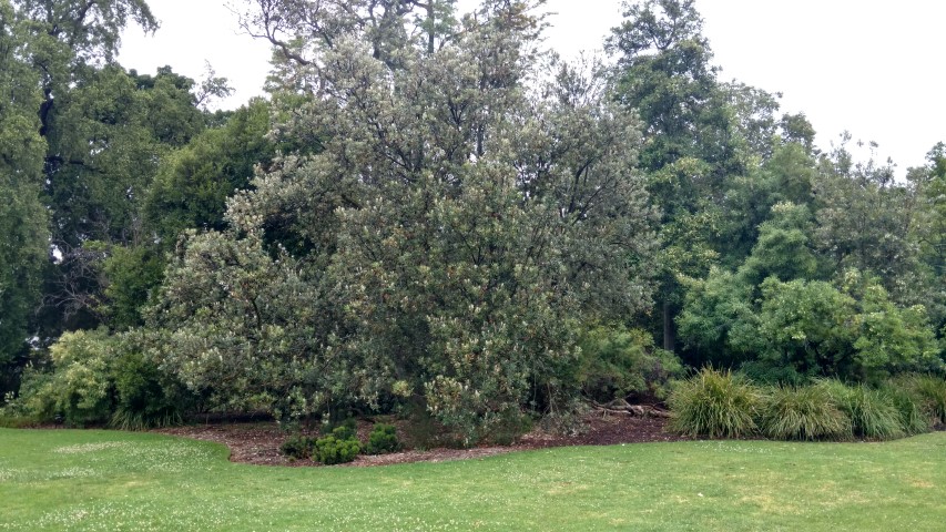 Banksia integrifolia plantplacesimage20161226_162439.jpg