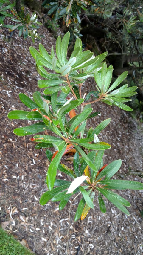 Banksia integrifolia plantplacesimage20161226_162555.jpg