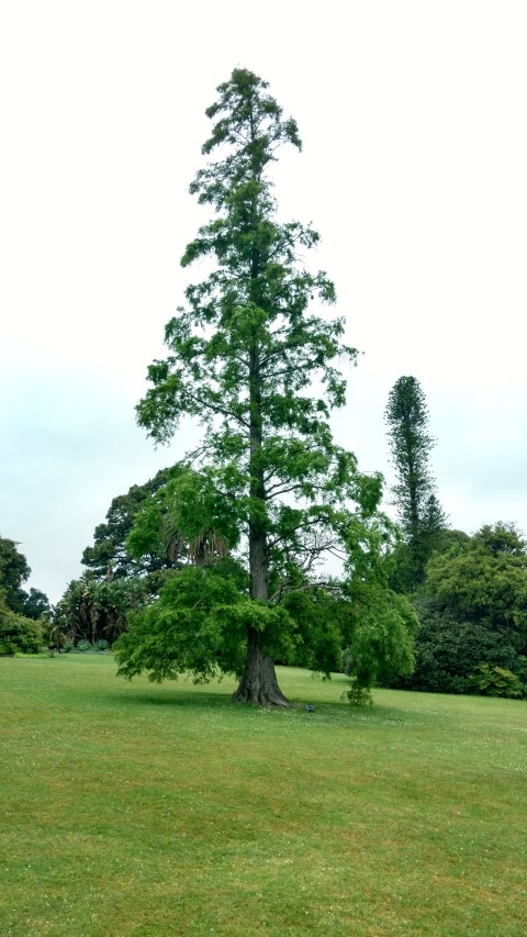 Metasequoia glyptostroboides plantplacesimage20161226_180021.jpg