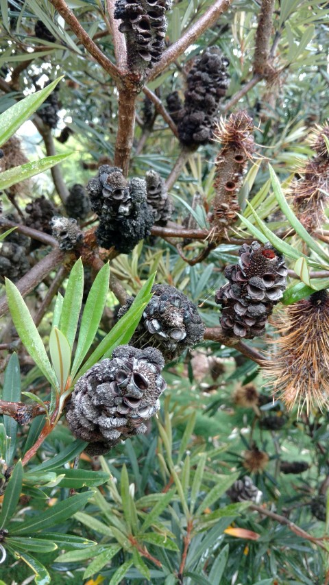 Banksia integrifolia plantplacesimage20161226_181217.jpg