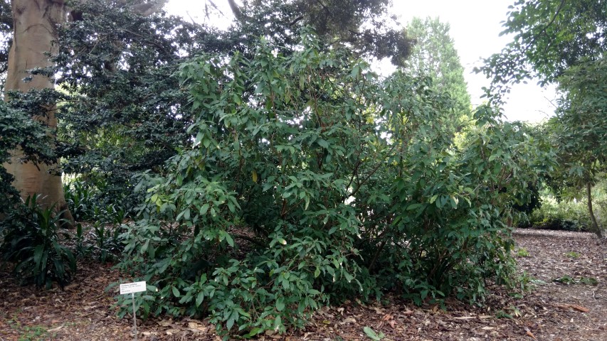 Brunfelsia pauciflora plantplacesimage20170102_123729.jpg