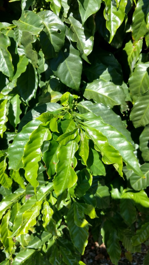 Coffea arabica plantplacesimage20170107_152017.jpg