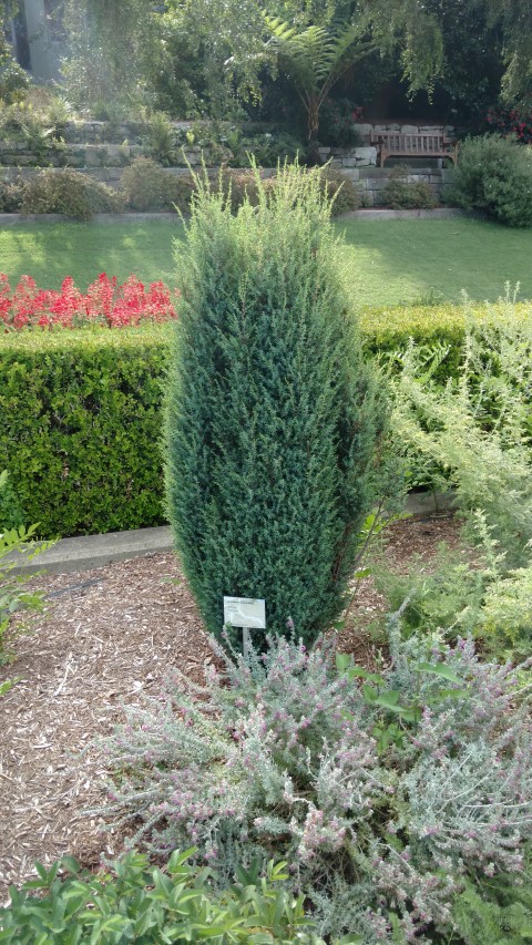 Juniperus communis plantplacesimage20170108_165328.jpg