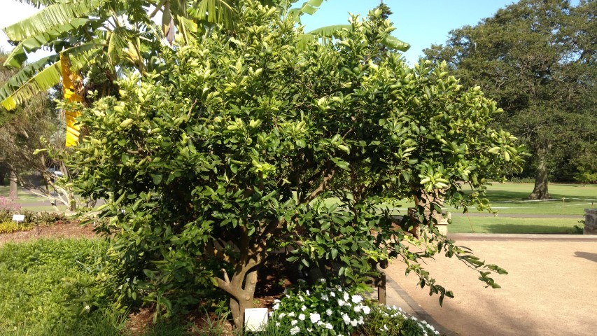Citrus x latifolia plantplacesimage20170108_170815.jpg