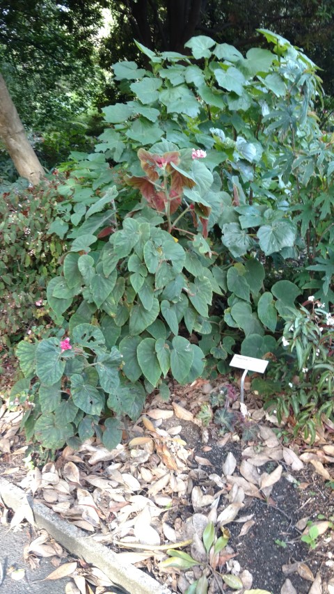 Begonia  plantplacesimage20170108_180916.jpg