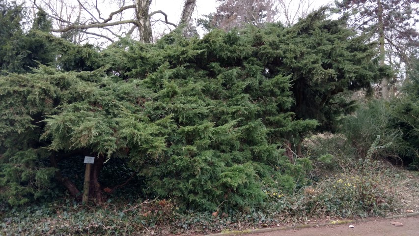 Juniperus chinensis plantplacesimage20170225_131717.jpg