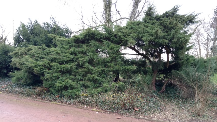 Juniperus chinensis plantplacesimage20170225_131752.jpg
