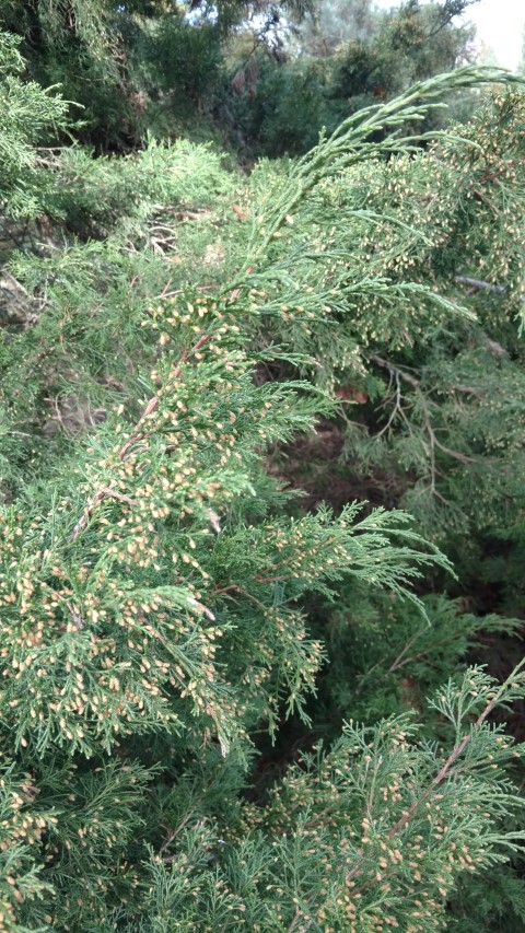 Juniperus virginiana plantplacesimage20170304_152337.jpg