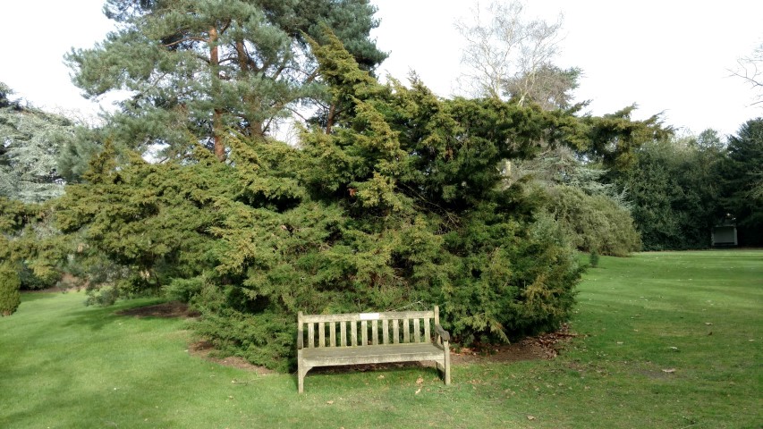 Juniperus virginiana plantplacesimage20170304_152350.jpg