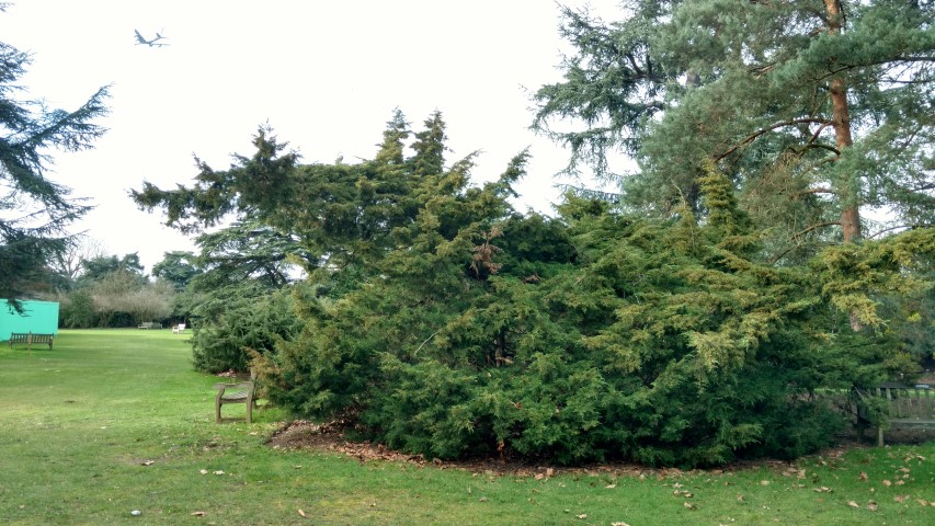 Juniperus virginiana plantplacesimage20170304_152415.jpg