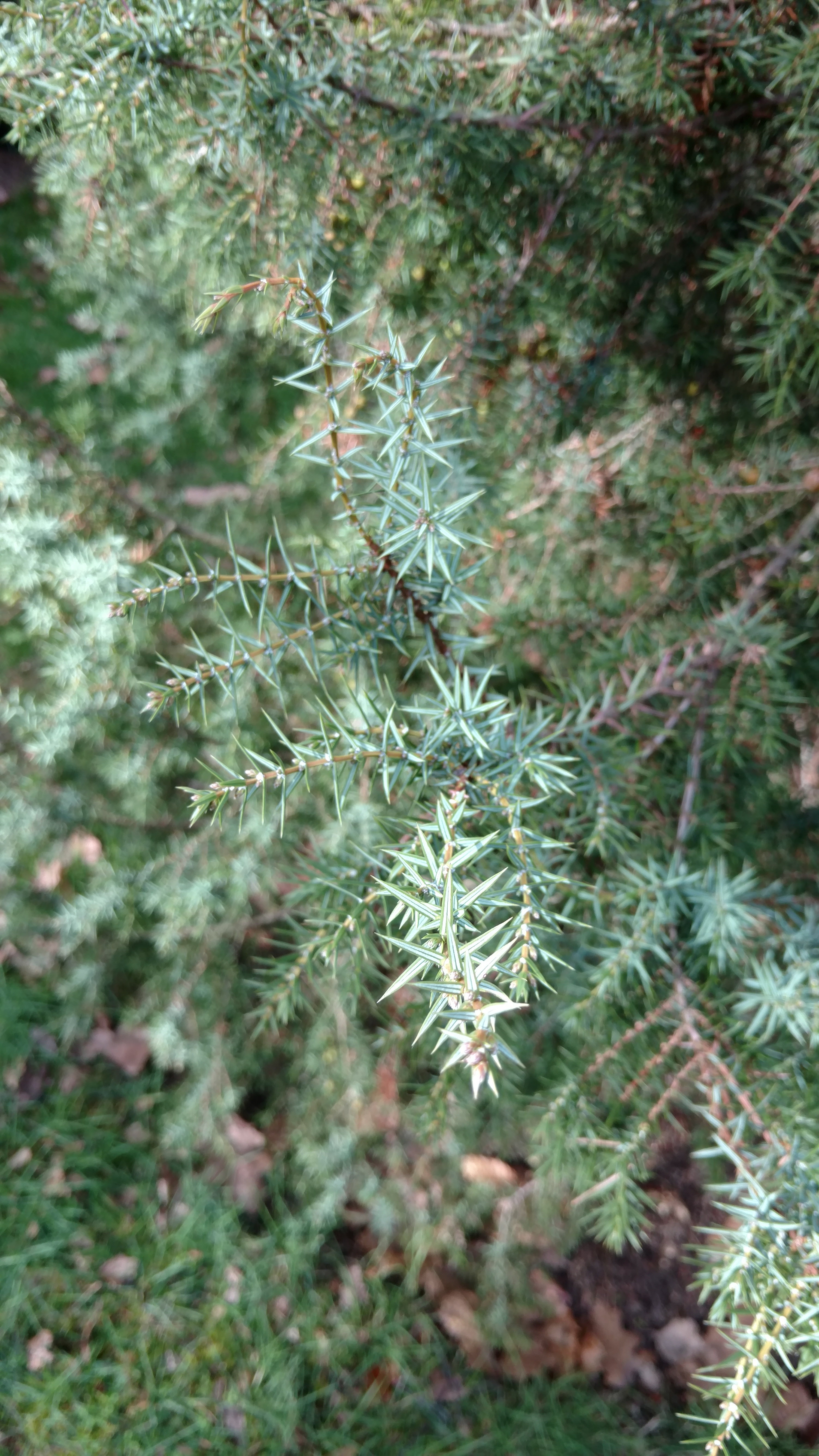 Juniperus oxycedrus plantplacesimage20170304_152522.jpg