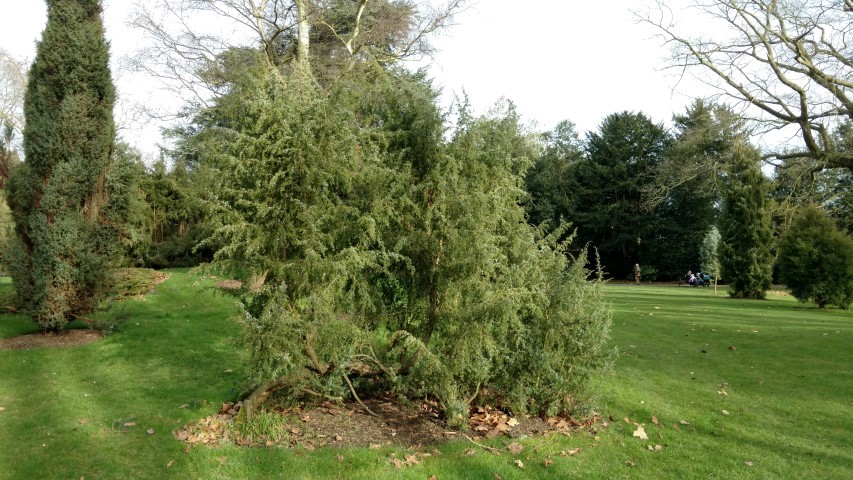 Juniperus communis plantplacesimage20170304_152630.jpg