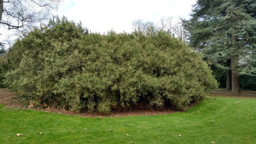 Juniperus semiglobosa plantplacesimage20170304_152928.jpg