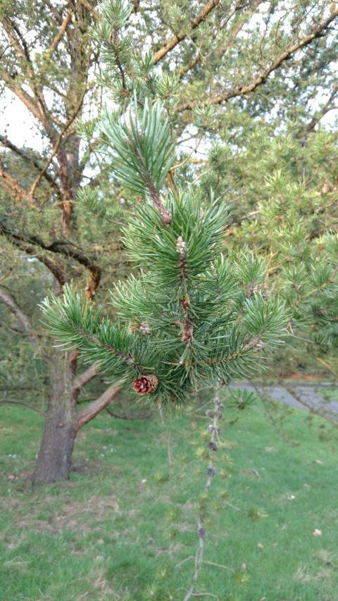 Pinus banksiana plantplacesimage20170304_170944.jpg