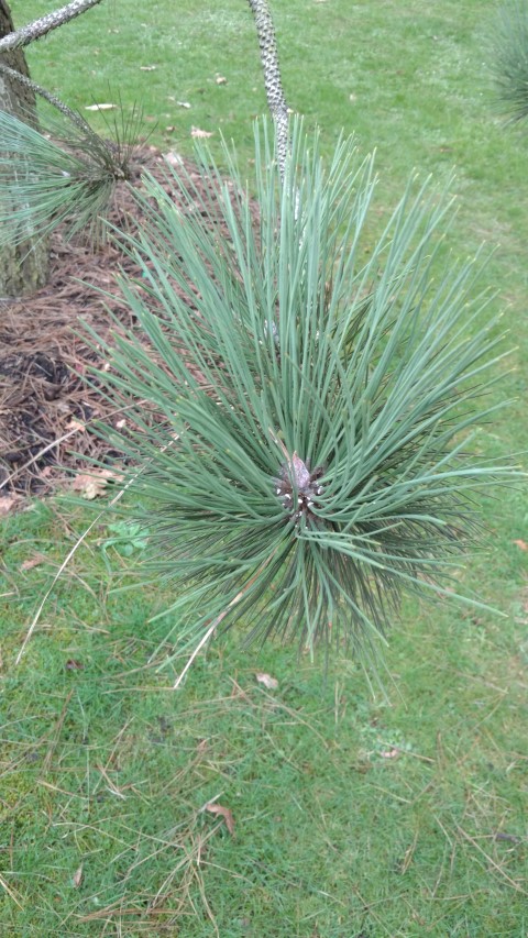 Pinus coulteri plantplacesimage20170304_171825.jpg