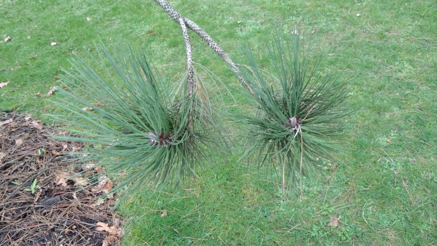 Pinus coulteri plantplacesimage20170304_171834.jpg
