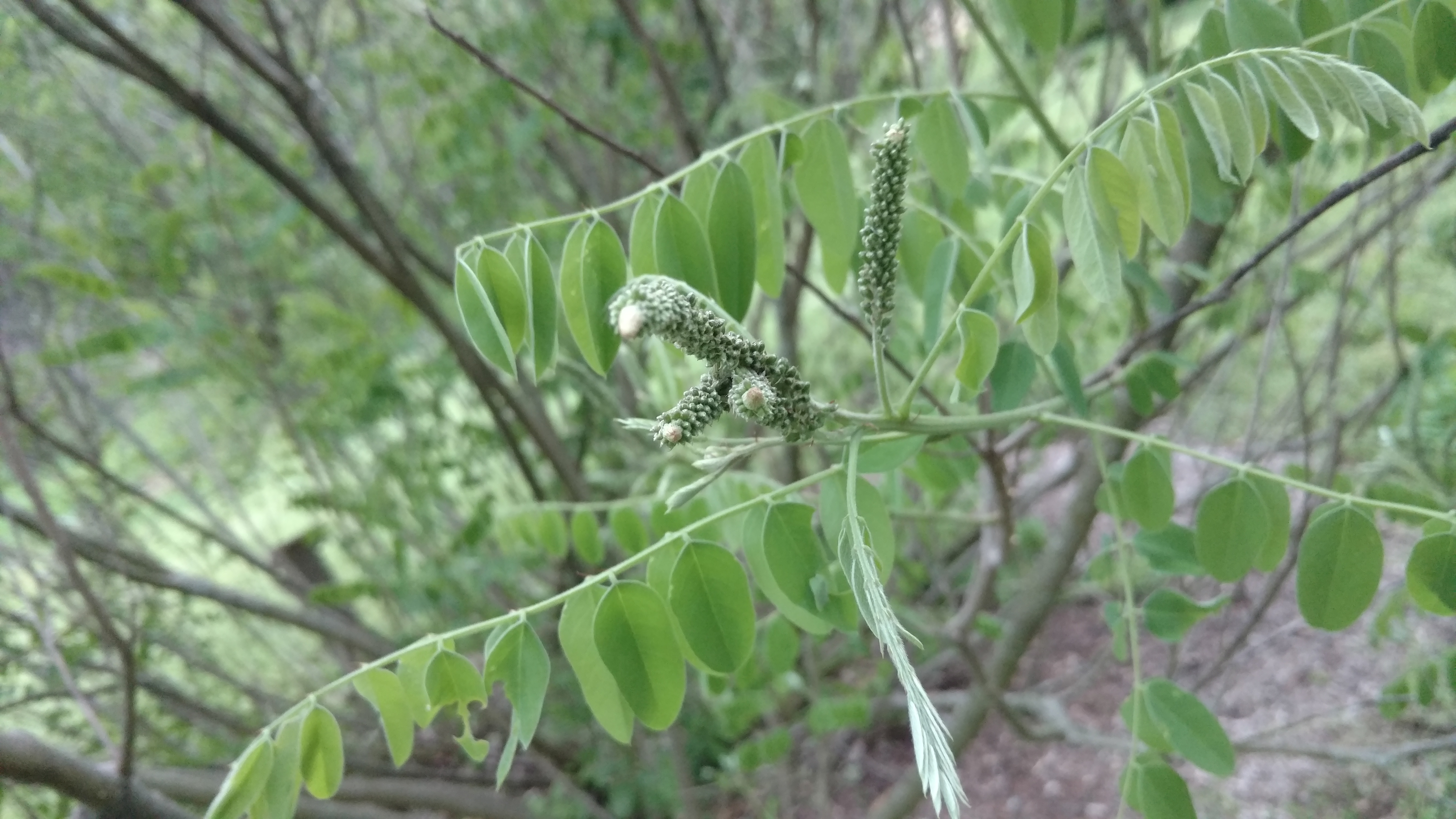 Amorpha fruticosa plantplacesimage20170427_194500.jpg